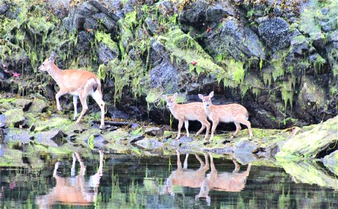 Deer season has begun on the Tongass, and forest visitors should consider wearing bright colors. Also, be prepared for increased traffic on forest roads and more boats using docks that access national