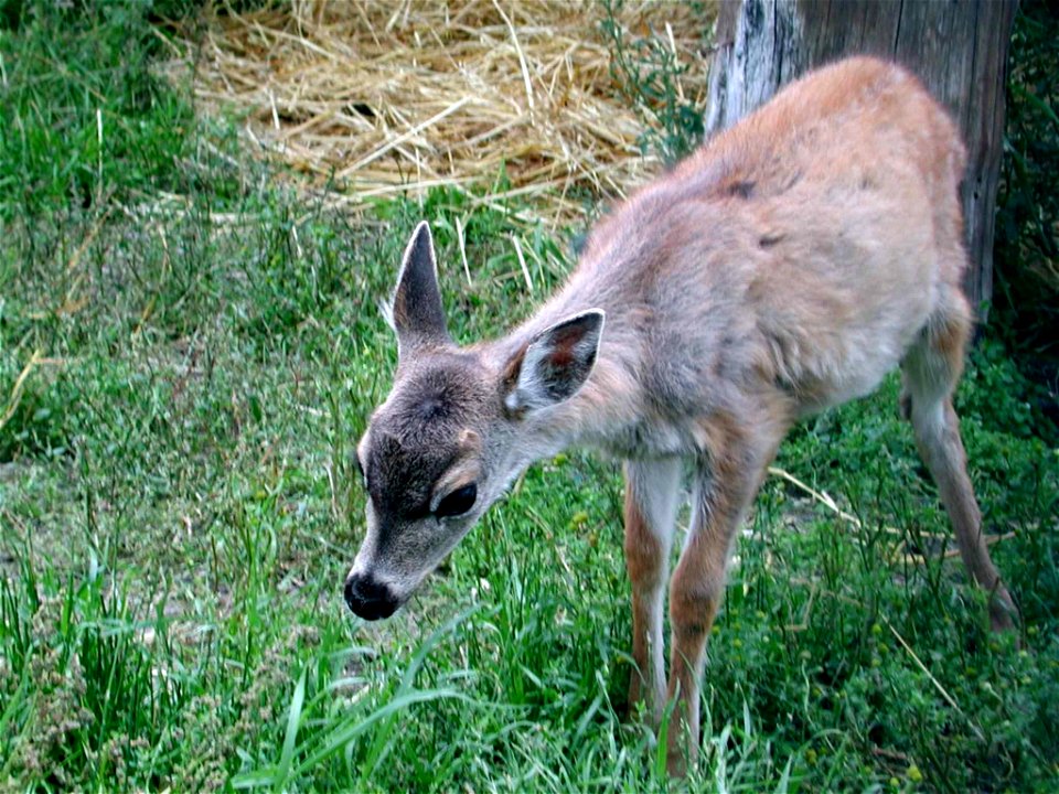 Image title: Sitka black tailed deer young odocoileus hemionus sitkensis
Image from Public domain images website, http://www.public-domain-image.com/full-image/fauna-animals-public-domain-images-pictu