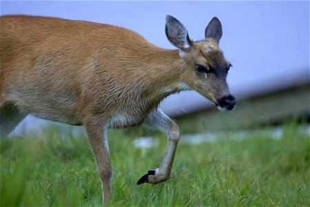 Image title: Sitka black tailed deer close up of animal odocoileus hemionus sitkensis
Image from Public domain images website, http://www.public-domain-image.com/full-image/fauna-animals-public-domain