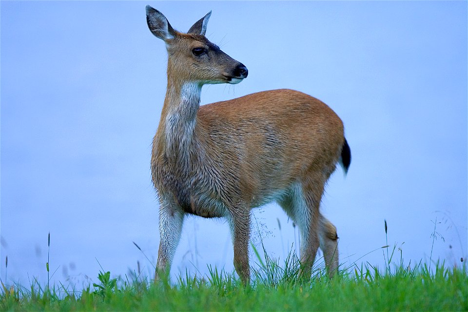 Sitka Black-tailed deer (Odocoileus hemionus sitkensis) at Kodiak National Wildlife Refuge.