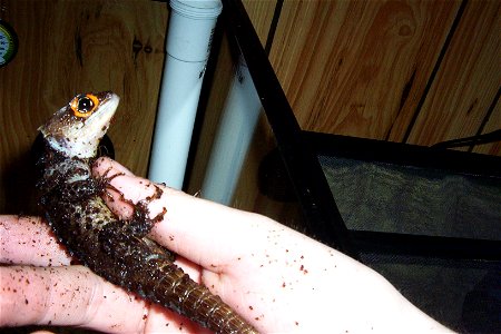 Red Eye Croc Skink, taken by myself: JOE MCGEE

en:commons:category:Tribolonotus gracilis