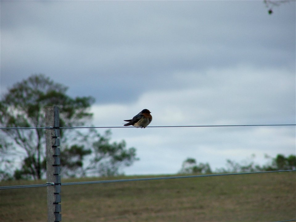 Welcome Swallow on a wire