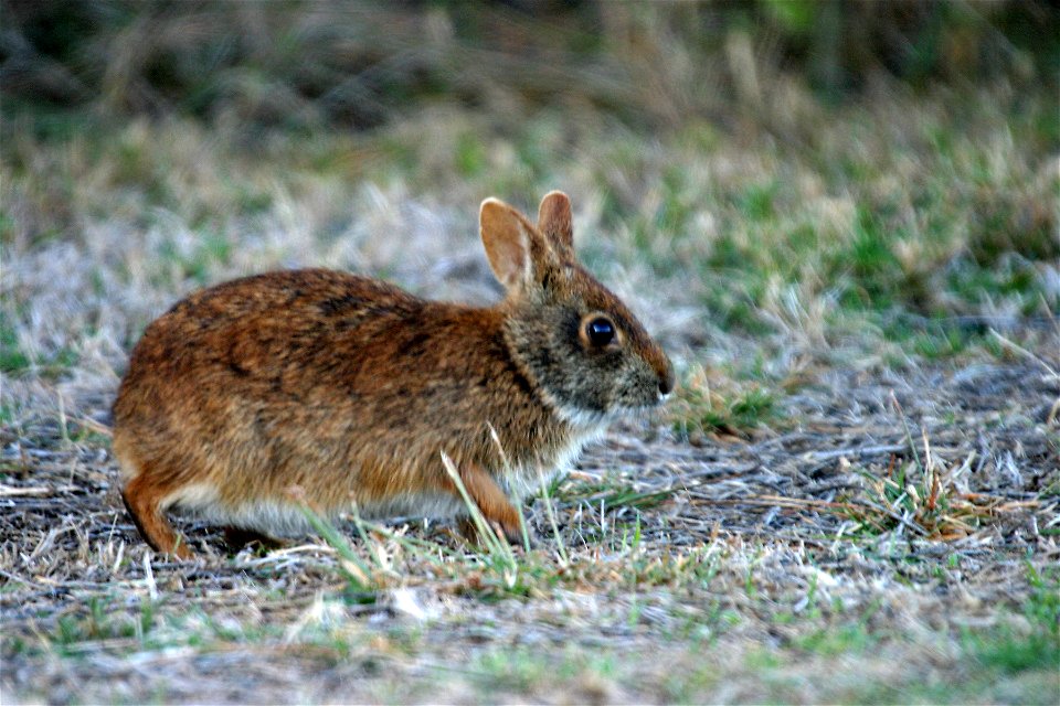 Marsh Rabbit NPSPhoto, R. Cammauf