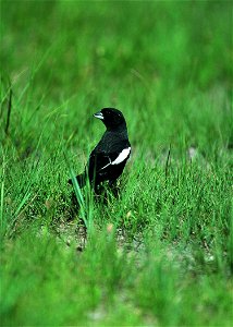 Lark Bunting, Pawnee National Grassland, CO
