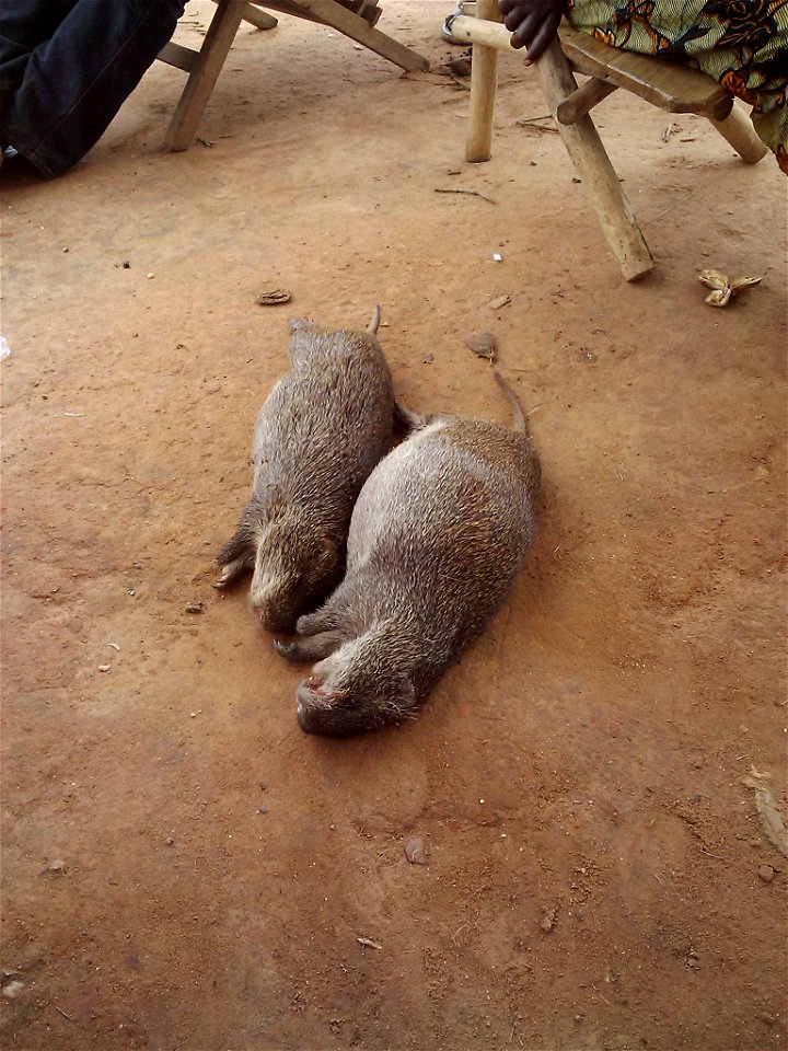Agoutis (Thryonomys swinderianus) in Ivory Coast.