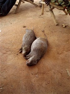 Agoutis (Thryonomys swinderianus) in Ivory Coast.