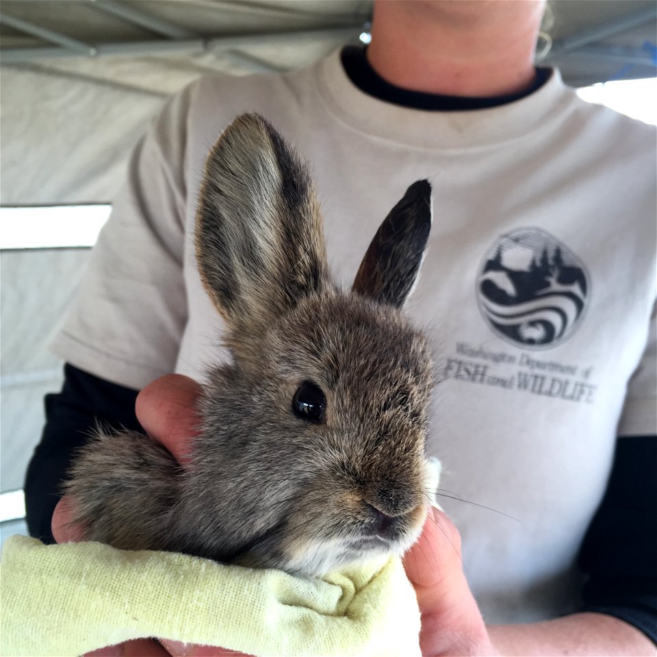 WDFW technician Claire Satterwhite holds a pygmy rabbit.

Photo credit: USFWS/Ann Froschauer