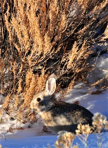 A pygmy rabbit (Sylvilagus idahoensis) feeds on sagebrush during the winter on Seedskadee NWR Photo: Tom Koerner/USFWS photo
