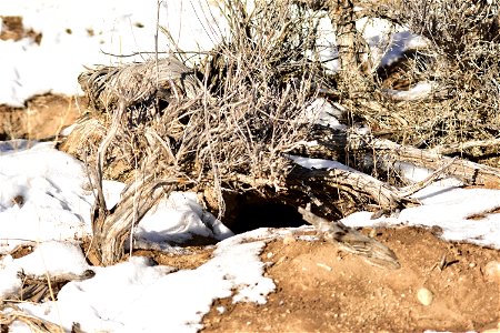 A pygmy rabbit burrow on Seedskadee National Wildlife. They are described as the size of a BB and round. Surveying after a fresh snow is one of the best ways to detect pygmy rabbits. Their tracks an photo