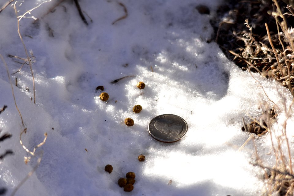 Pygmy rabbit droppings on Seedskadee National Wildlife. They are described as the size of a BB and round.  Surveying after a fresh snow is one of the best ways to detect pygmy rabbits.  Their tracks a