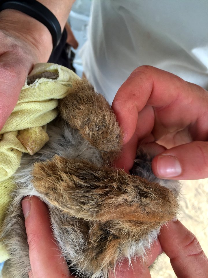 Pygmy rabbits thrive in cold temperatures, and furry feet help them get around on top of snow.

Photo credit: USFWS/Ann Froschauer