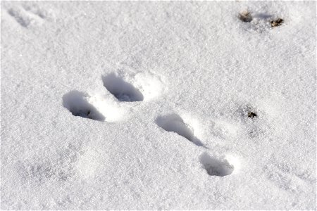 Pygmy rabbit droppings on Seedskadee National Wildlife. They are described as the size of a BB and round. Surveying after a fresh snow is one of the best ways to detect pygmy rabbits. Their tracks a photo