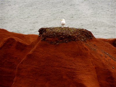 American Herring Gull Larus smithsonianus on a cliff top at Belle-Anse
