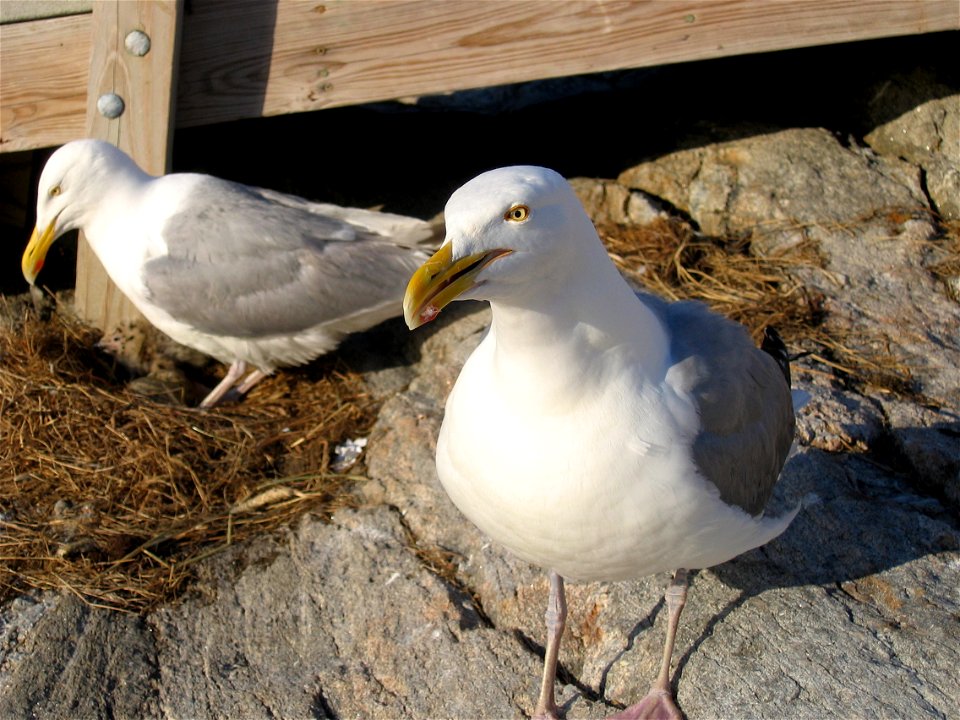 American Herring Gulls at Shoals Marine Lab. Taken by me in Summer of 2007.