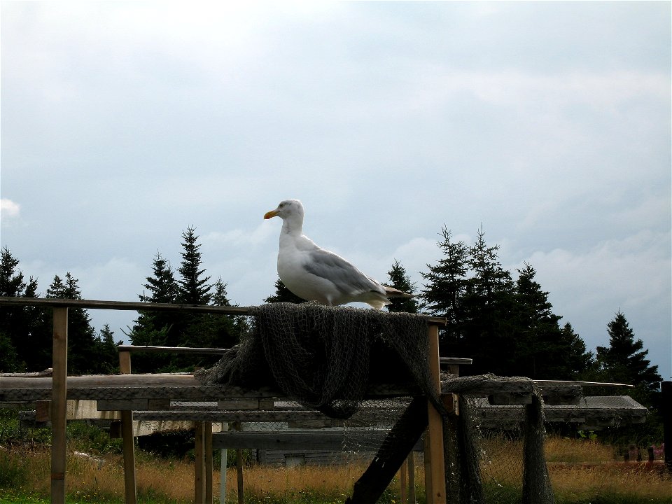 American Herring Gull Larus smithsonianus. Newfoundland. D Spurrell.