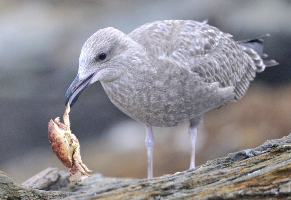Photo of the Week - 9/10/12

First winter Herring Gull eating a crab at Beavertail State Park, Jamestown, RI.


Credit: Bill Thompson/USFWS