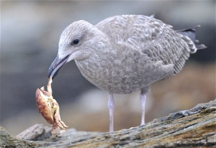 Photo of the Week - 9/10/12

First winter Herring Gull eating a crab at Beavertail State Park, Jamestown, RI.


Credit: Bill Thompson/USFWS