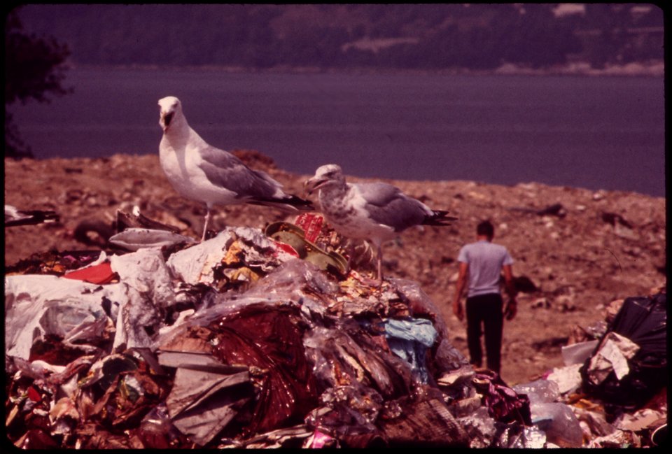 SEAGULLS SCAVENGE AT CROTON LANDFILL OPERATION ALONG THE HUDSON RIVER