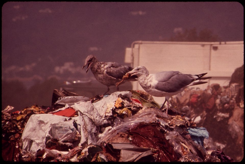SEAGULLS SCAVENGE AT CROTON LANDFILL OPERATION ALONG THE HUDSON RIVER