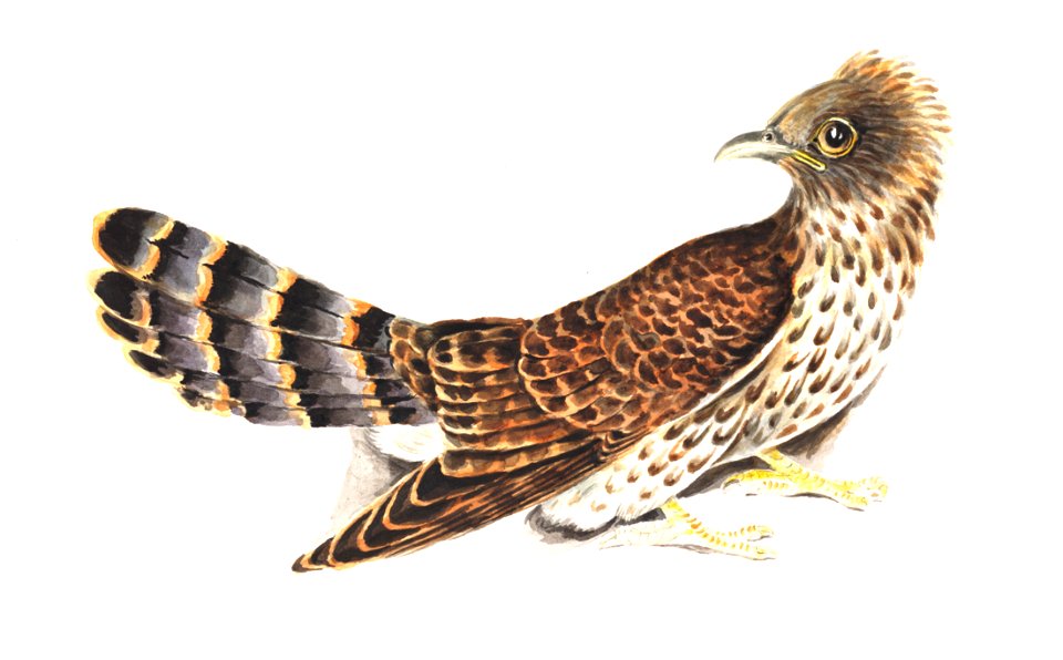 Common hawk cuckoo Hierococcyx varius