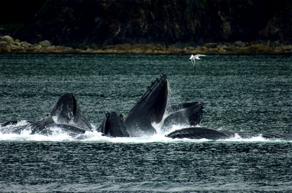 Humpback whales in North Pass between Lincoln Island and Shelter Island in the Lynn Canal north of Juneau, Alaska. This is a group of 15 whales that were bubble net fishing on 18 August 2007.
