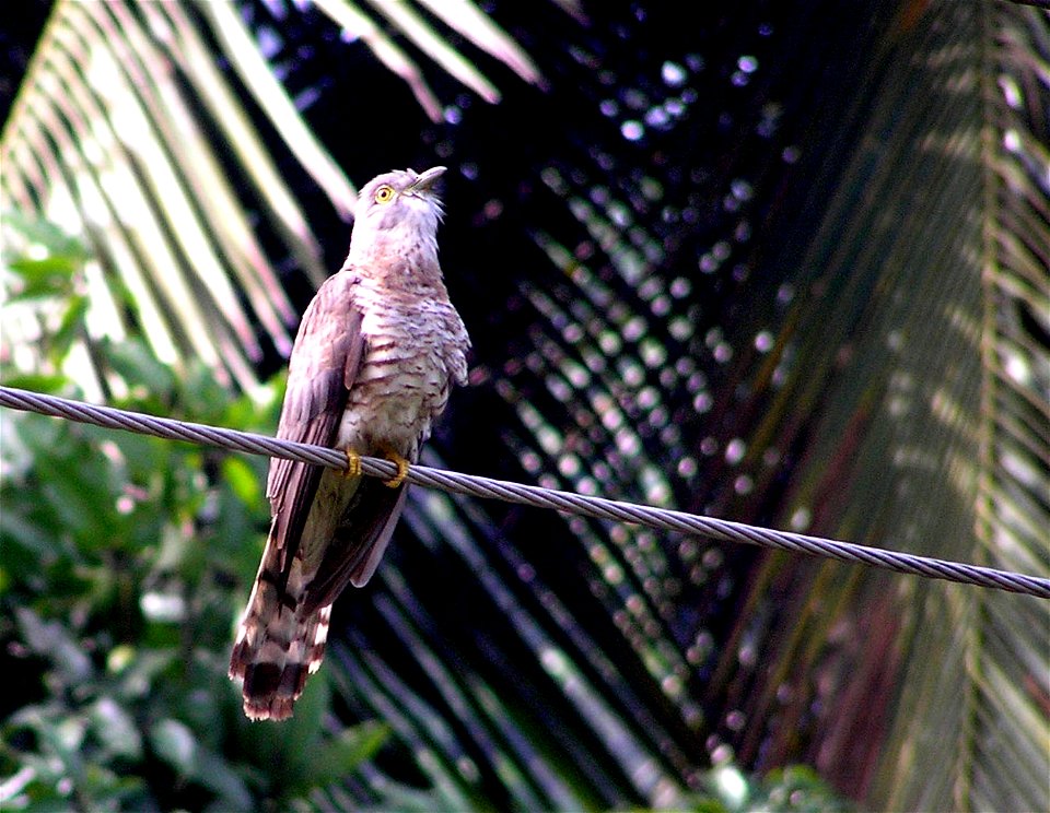 Common Hawk Cuckoo at Kadugannawa, Sri Lanka.