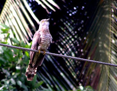Common Hawk Cuckoo at Kadugannawa, Sri Lanka.
