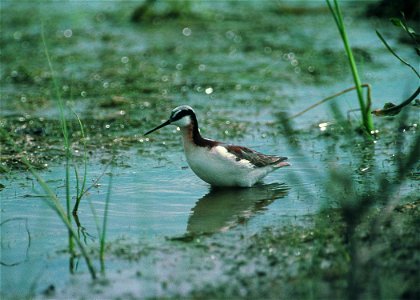 Wilson's Phalarope Phalaropus tricolor in the prairie pothole region of South Dakota. photo