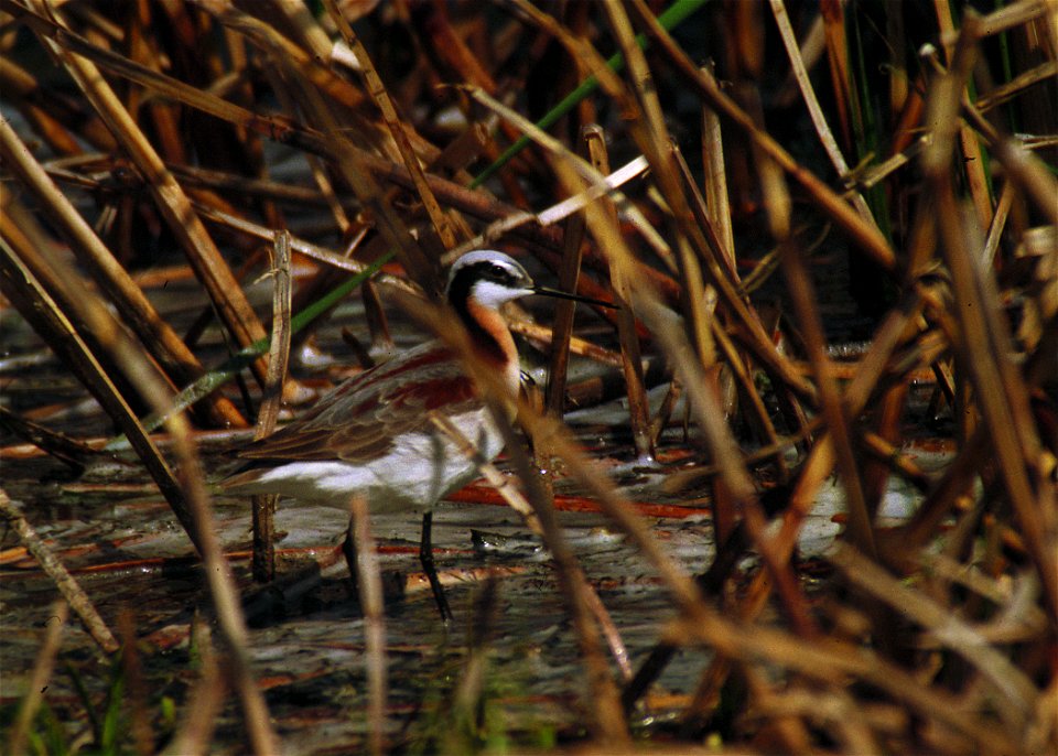 Wilson's phalarope in a pothole wetland.