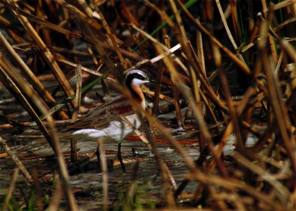 Wilson's phalarope in a pothole wetland.