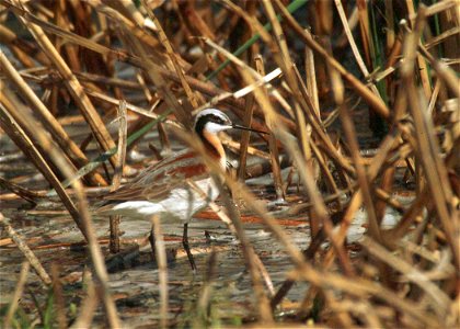 Phalaropus tricolor, South Dakota, USA