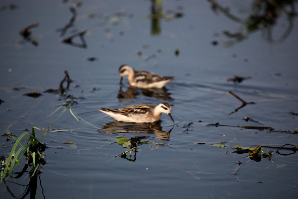 Wilson's phalarope at Mills Lake in Northwest Territories. 

You are free to use this photo with the following credit: Joseph Sands, USFWS