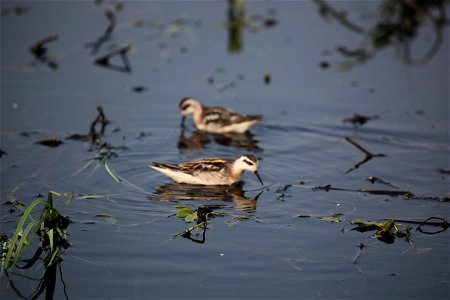 Wilson's phalarope at Mills Lake in Northwest Territories. 

You are free to use this photo with the following credit: Joseph Sands, USFWS