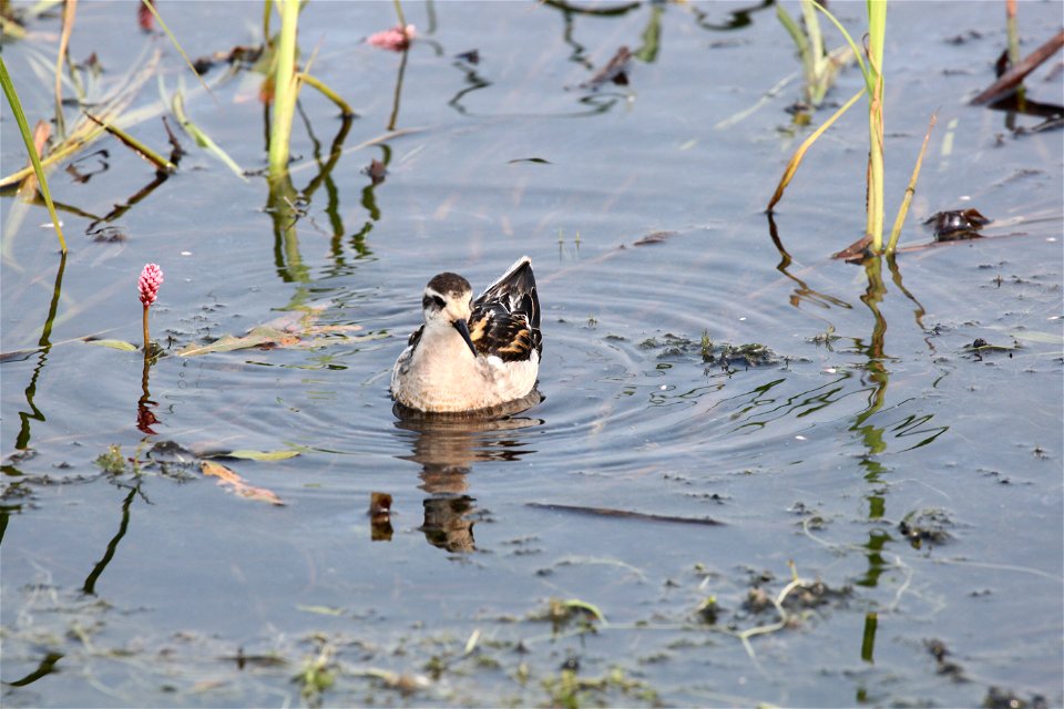 Wilson's phalarope at Mills Lake in Northwest Territories. 

You are free to use this photo with the following credit: Joseph Sands, USFWS