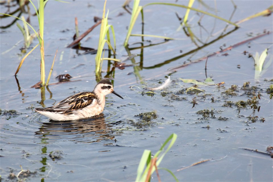 Wilson's phalarope at Mills Lake in Northwest Territories. 

You are free to use this photo with the following credit: Joseph Sands, USFWS