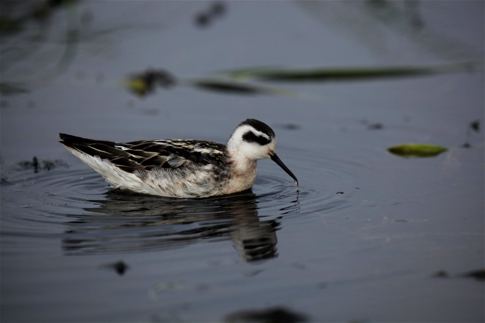 Wilson's phalarope at Mills Lake in Northwest Territories. 

You are free to use this photo with the following credit: Joseph Sands, USFWS