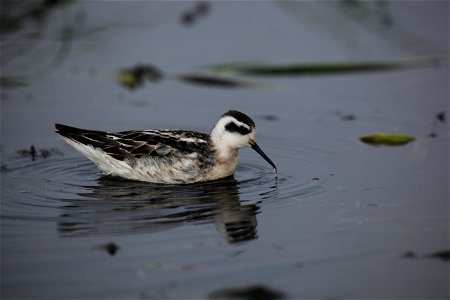 Wilson's phalarope at Mills Lake in Northwest Territories. 

You are free to use this photo with the following credit: Joseph Sands, USFWS