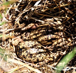 Photo Credit: Tom Koerner/USFWS photo