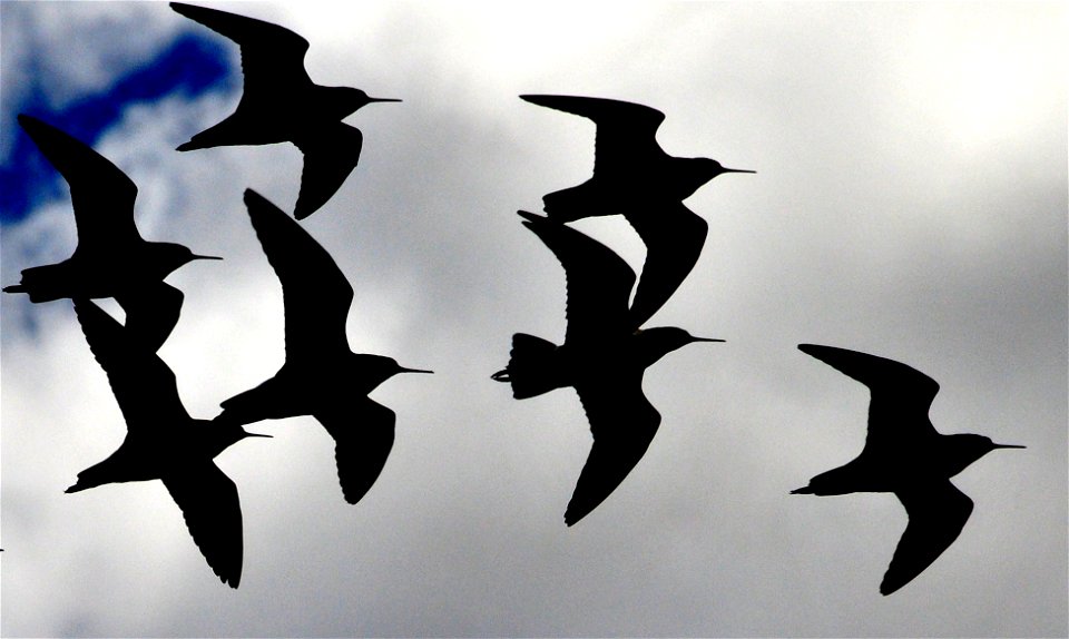 This flock of Wilson's phalaropes was photographed flying in to a seasonal wetland on Seedskadee National Wildlife Refuge. These shallowly flooded wetlands provide ideal sites for the phalaropes to f photo