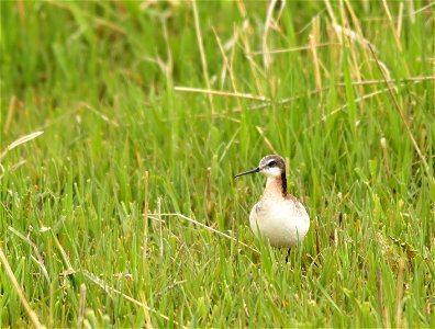 Male Wilson's Palarope on Seedskadee NWR. Photo: Tom Koerner/USFWS photo