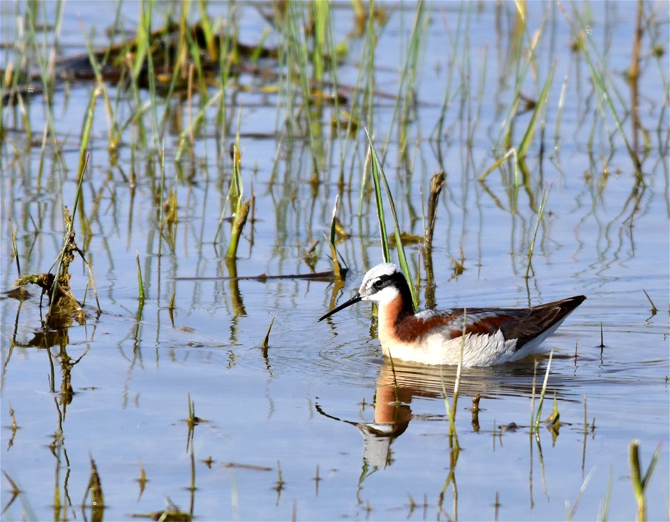 A Wilson's phalarope (adult female) forages in a shallow wetland on Seedskadee NWR.  Photo: Tom Koerner/USFWS
