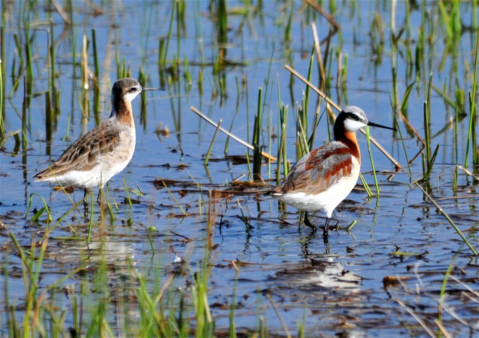 Photo: Tom Koerner/USFWS