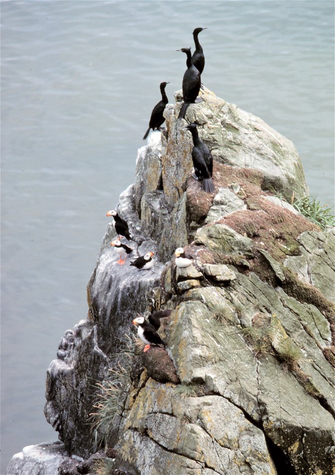 Red-faced Cormorants and Horned Puffins - Fratercula corniculata.  Alaska, Pribilof Islands.