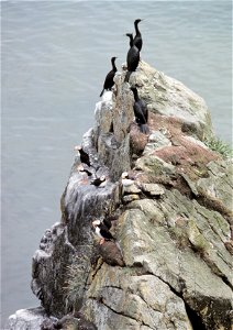 Red-faced Cormorants and Horned Puffins - Fratercula corniculata.  Alaska, Pribilof Islands.