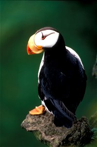 Horned puffin. photo