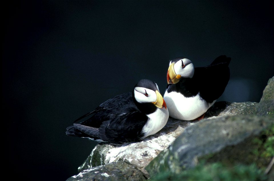 Horned Puffin pair, (Fratercula corniculata)