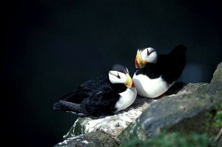 Horned Puffin pair, (Fratercula corniculata)