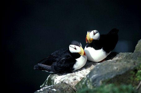 Horned Puffin pair, (Fratercula corniculata) photo