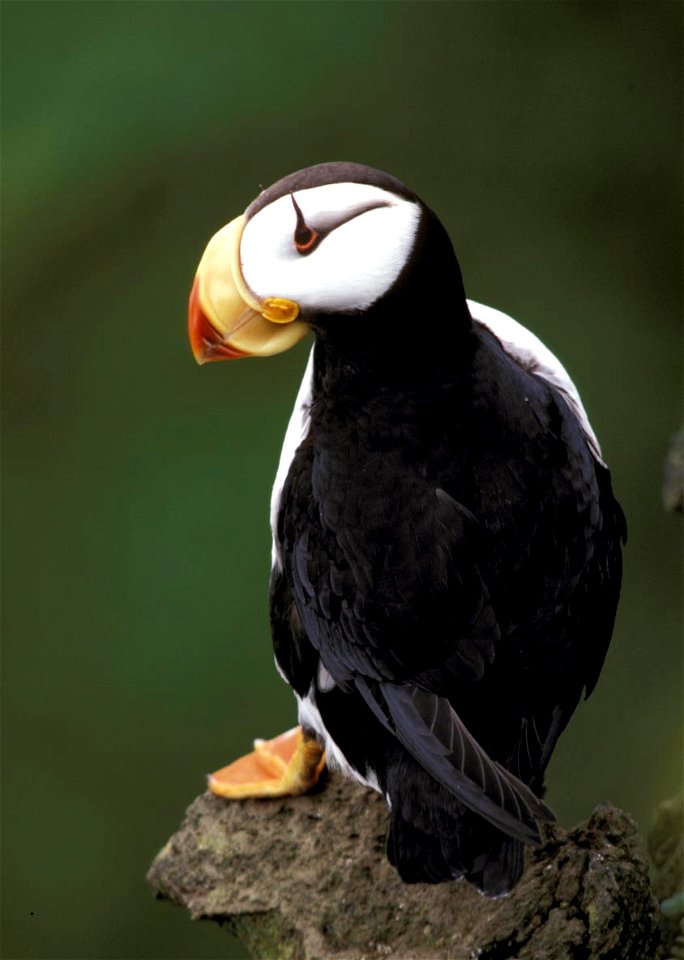 Horned Puffin, Fratercula corniculata