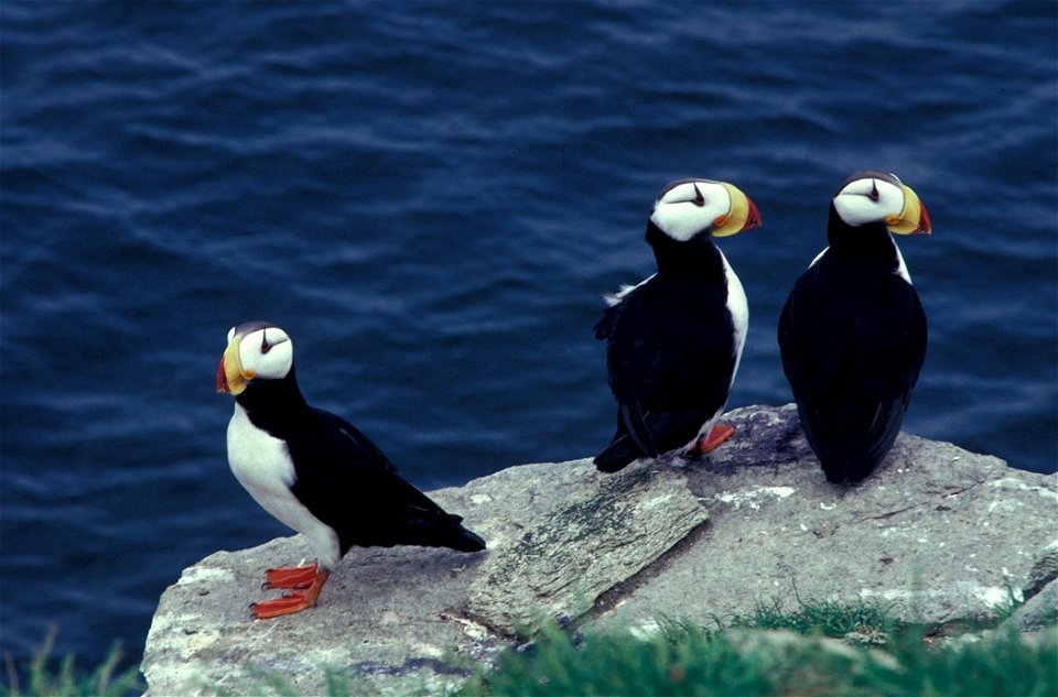 A dapper trio of horned puffins perch along the water at Alaska Maritime National Wildlife Refuge. (USFWS)